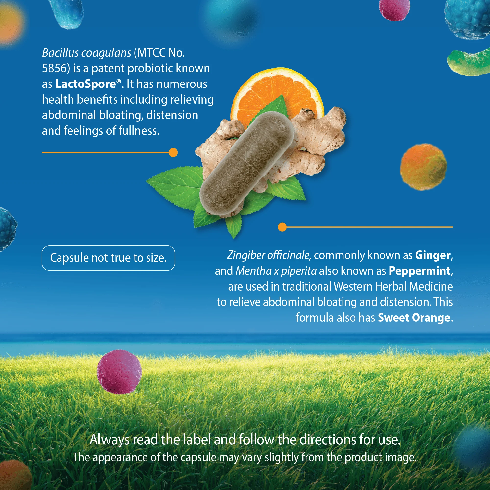Caruso's Bloat Less® Probiotic - Image 4